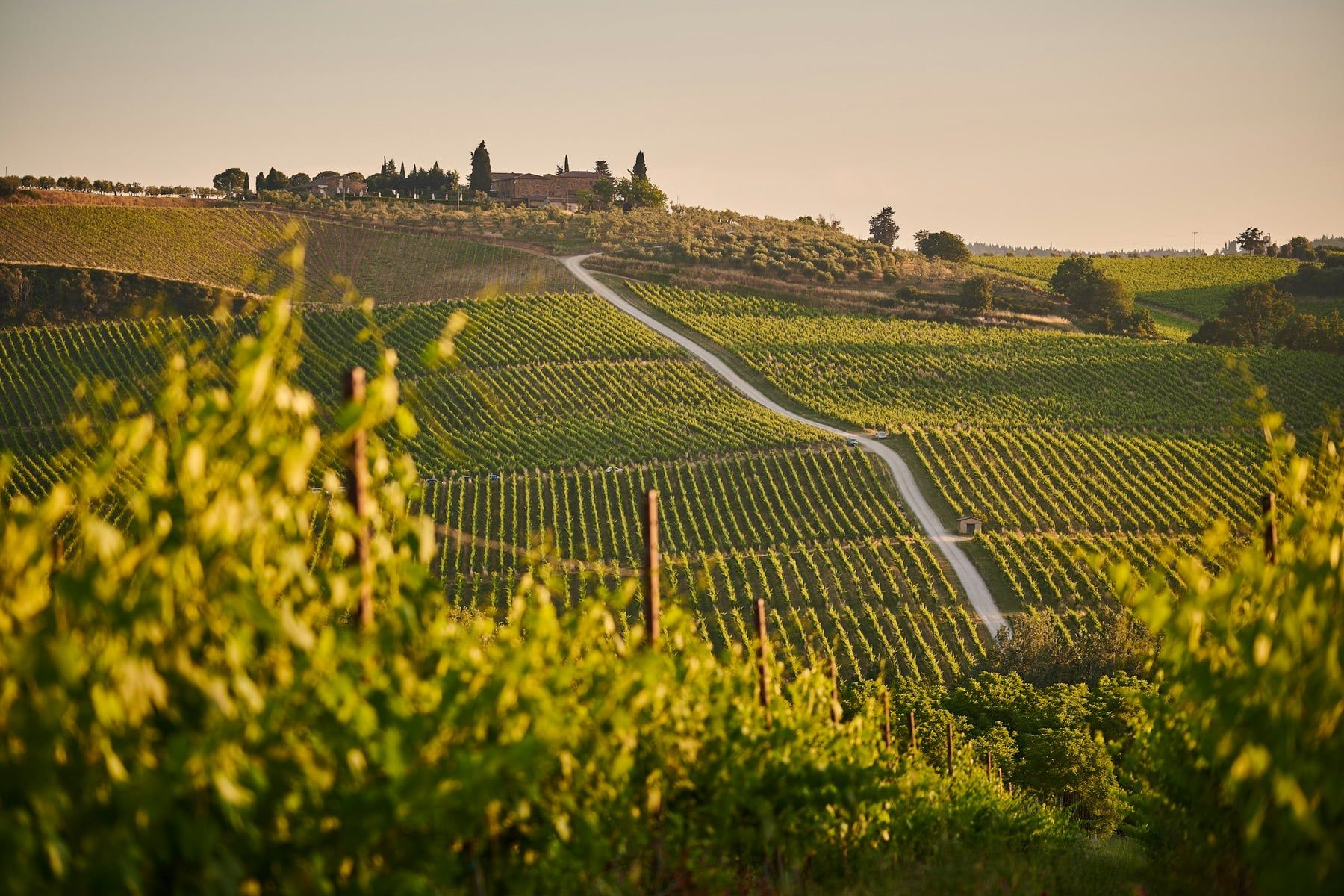 Vigneti su terreno vulcanico durante un tour delle cantine dell'Etna