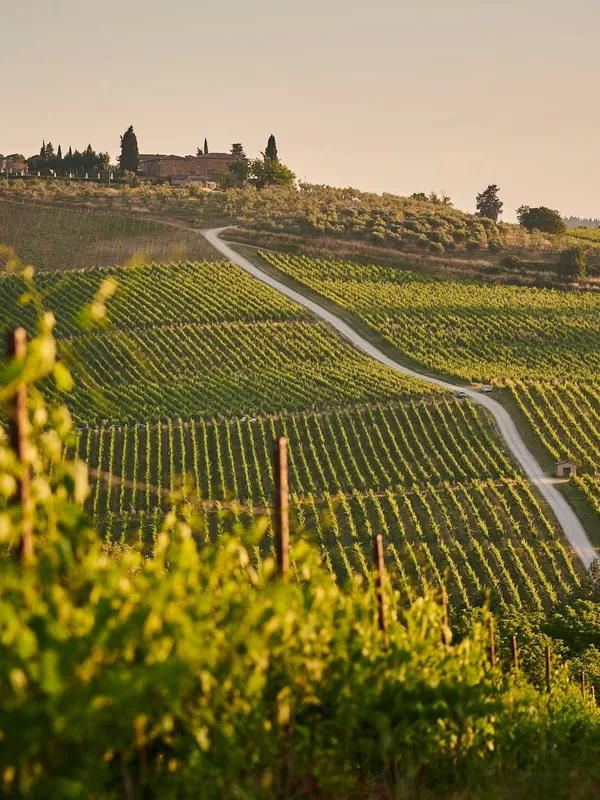 Cantine dell'Etna